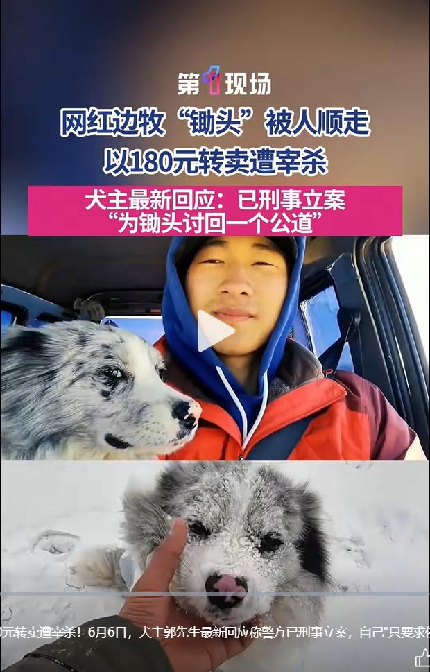 7 月 18 日，第一现场记者联系上河南商丘网红边牧 “锄头” 的主人郭先生，这