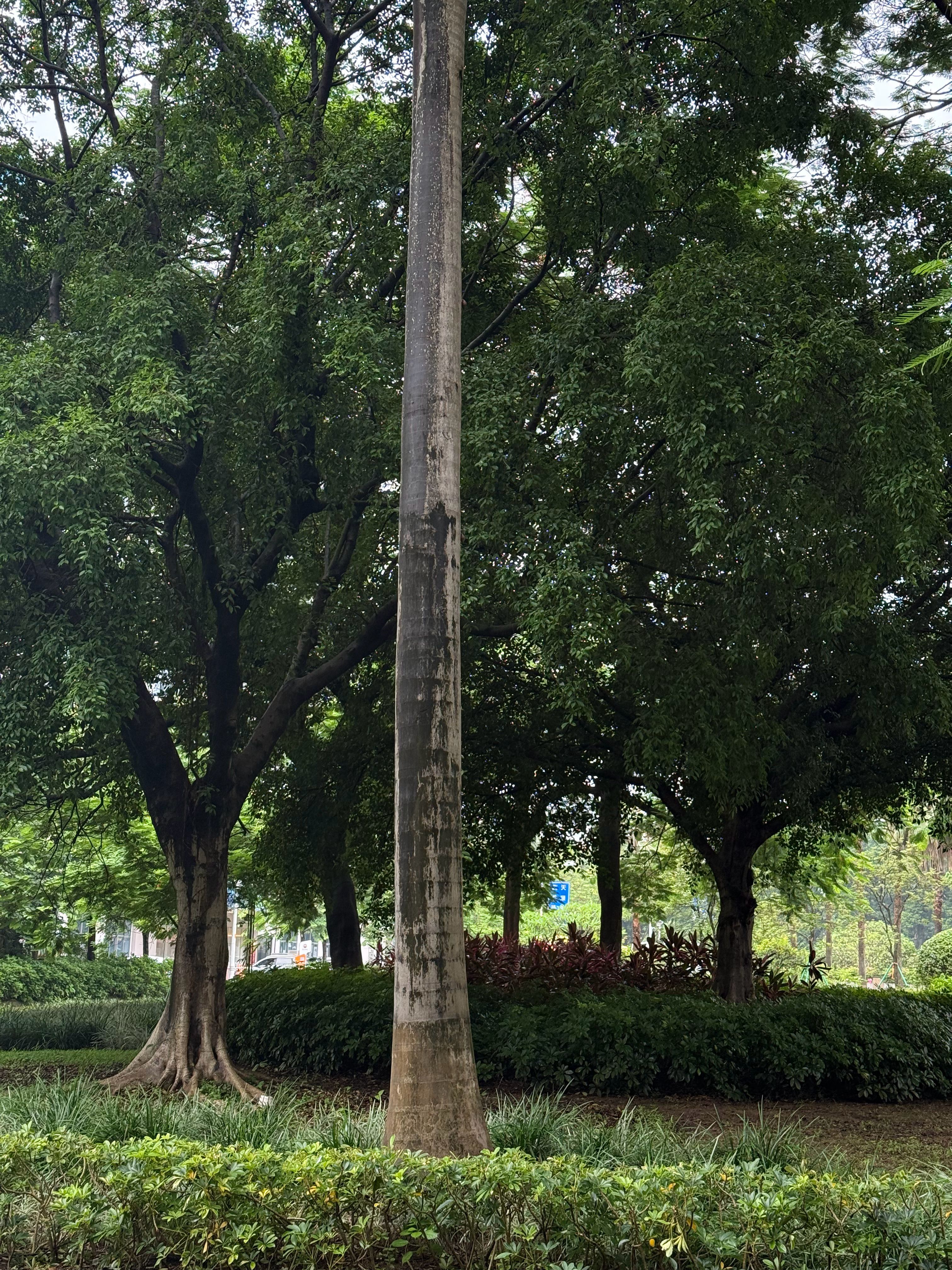 早啊 广州·广州大观湿地公园