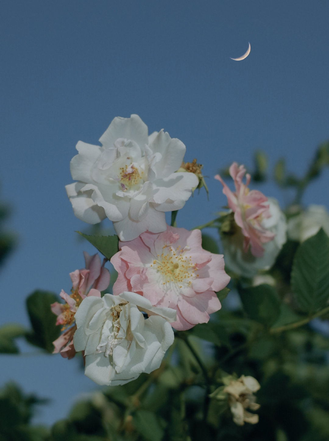 爱情跟梦想都是很奇妙的事情，不用听，不用说，也不用被翻译，就能感受到它。丨《听说