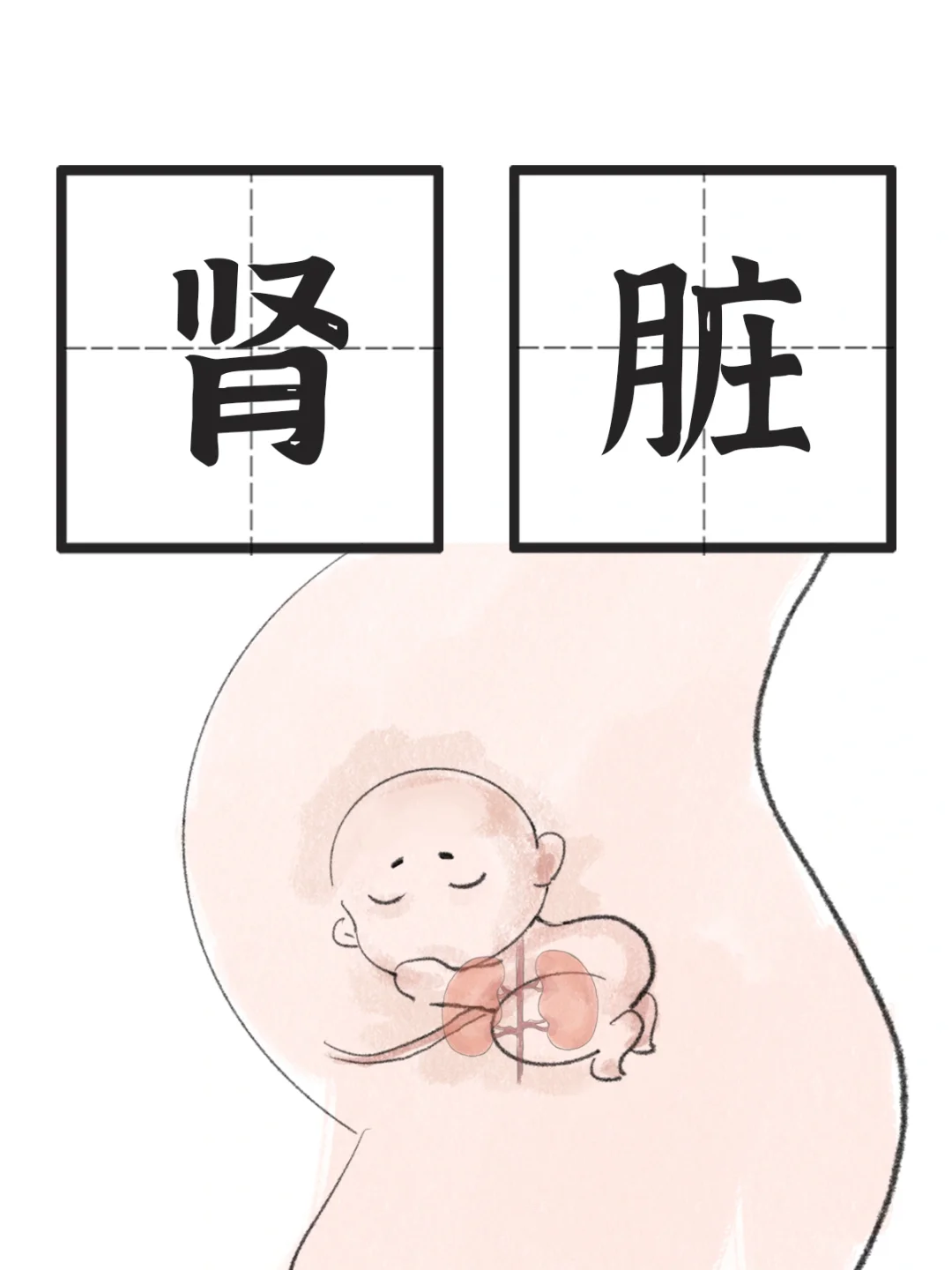 人体的第一个脏腑