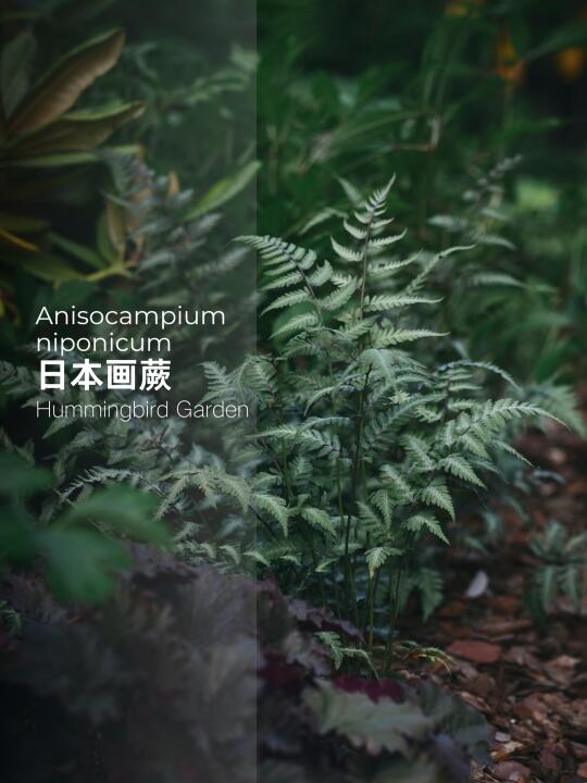 阴生花园低矮喜湿润耐寒高级灰-日本画蕨