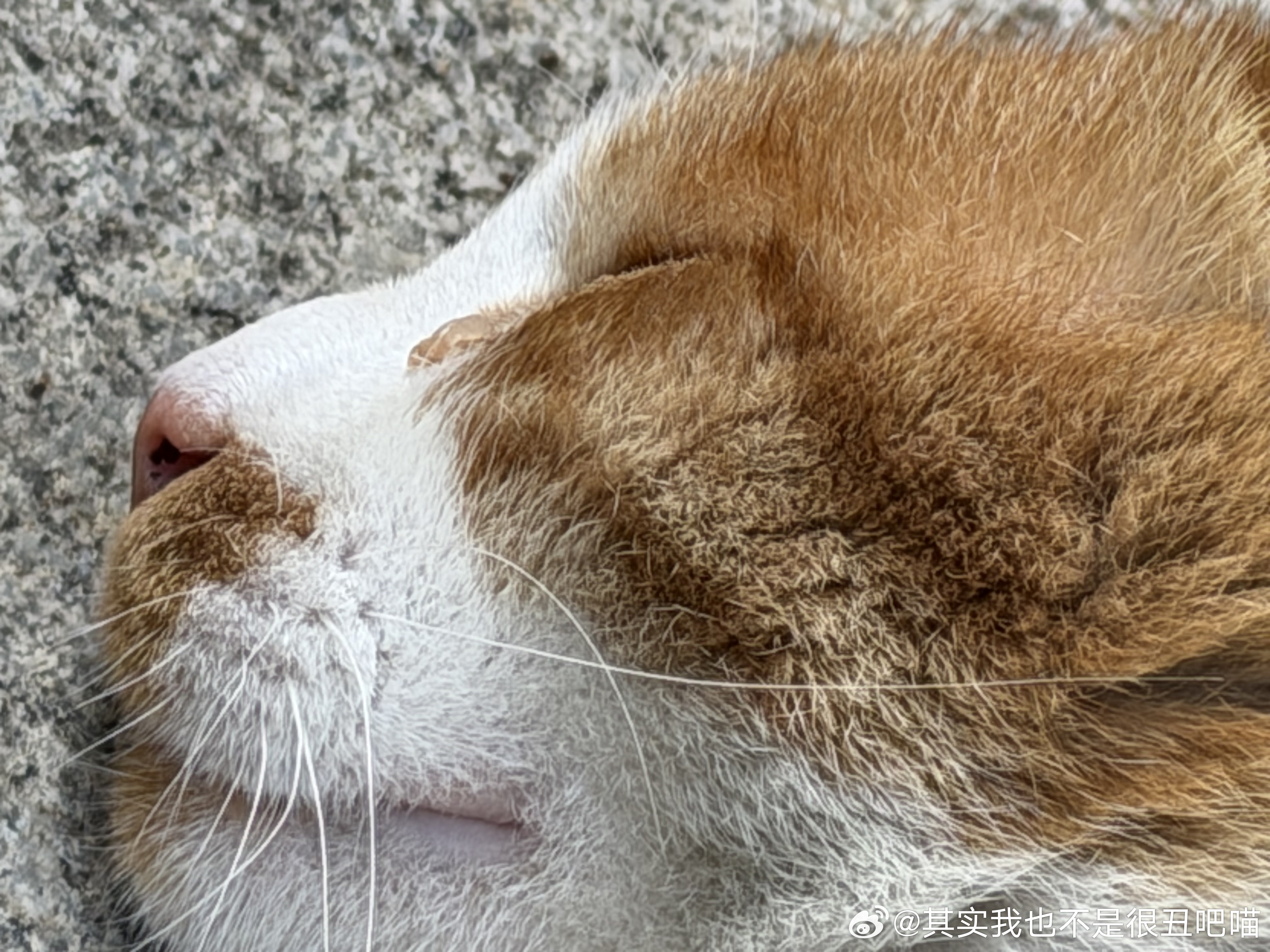 49378【丑猫】女孩看到咪这样的侧脸你也很为咪着迷吧