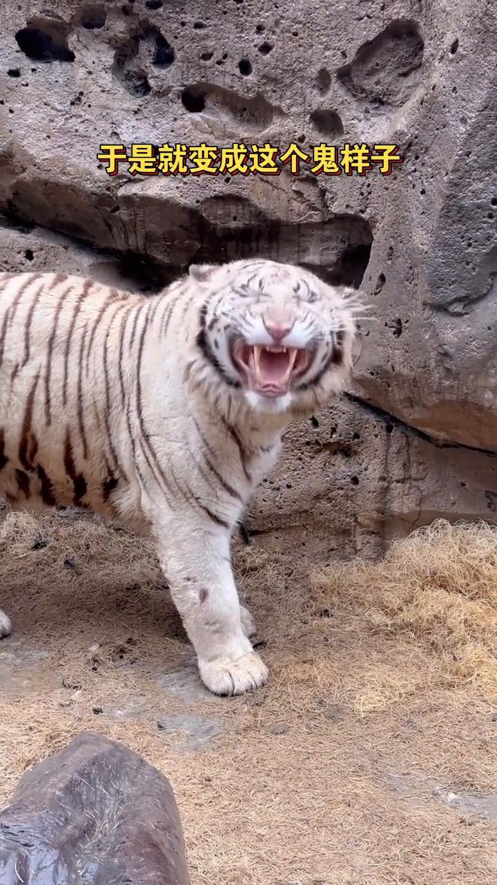 下雨天的小公虎斗斗变得很兴奋，于是就变成这个鬼样子，满脸都写着开心。你可是老虎斗