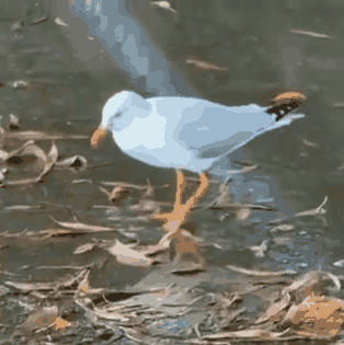 这是鸟儿在洗脚还是在跳舞？