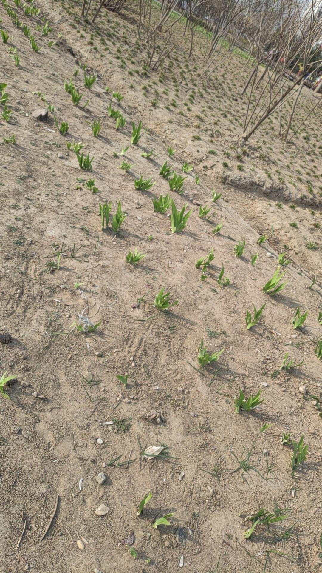 小区附近有个公园，公园里大地复苏，花花草草又长出来了，就在这溜孩子，避免磕碰。