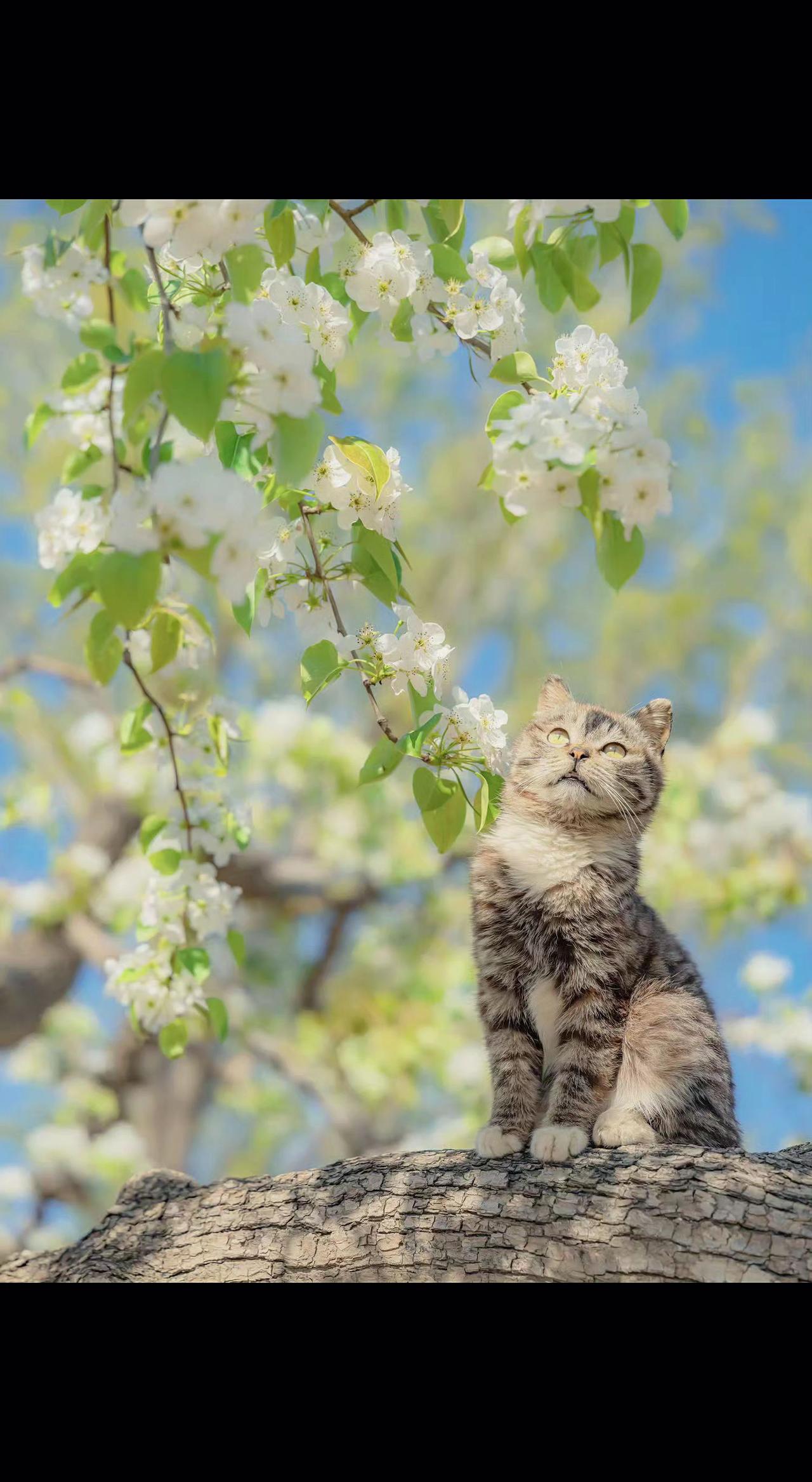 🌸春日限定！猫咪坐在枝头，鼻尖轻触花瓣，像在偷尝云朵的甜🍬。阳光穿过花隙，洒
