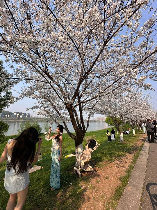 株洲河边樱花🌸怎么拍！！评论区等‼️急！！！