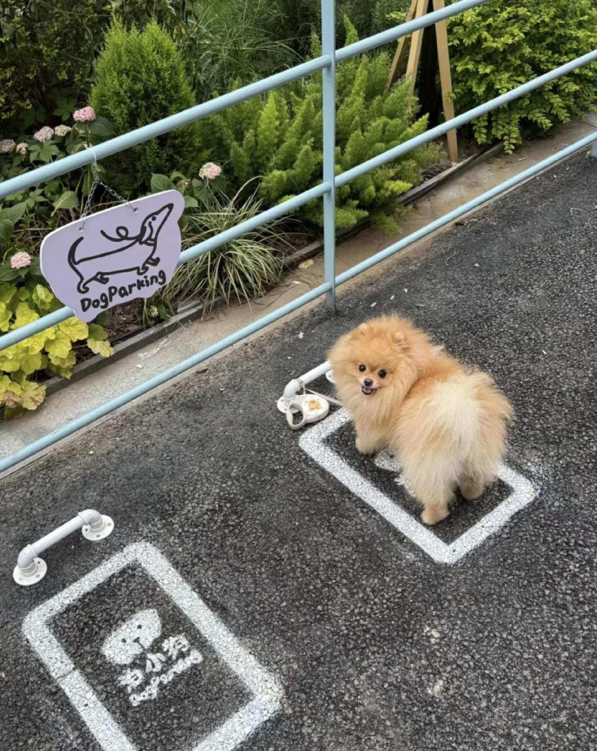 小狗：我停好啦！ 