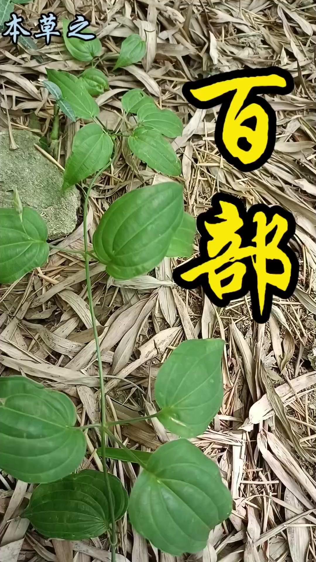 🌿山林里的惊喜！在竹林斑驳阳光中，我发现了一株每片叶丛结有2-5叶的藤蔓植物—