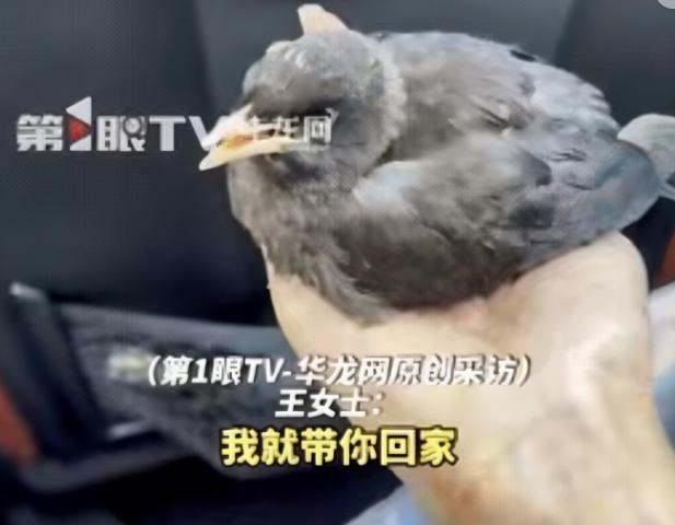 太神奇了！江西修水女子在外吃饭时，偶遇一只小鸟主动飞来栖在自己身上，女子开玩笑说