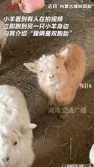 这只小羊太可爱了，当发现有人拍摄它时，它好像有些害怕，但是它并没有跑到大羊的身边