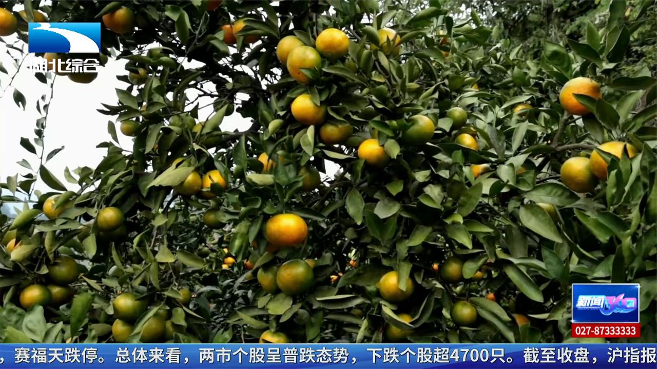 橘挂枝头姜满田 产销两旺迎丰收