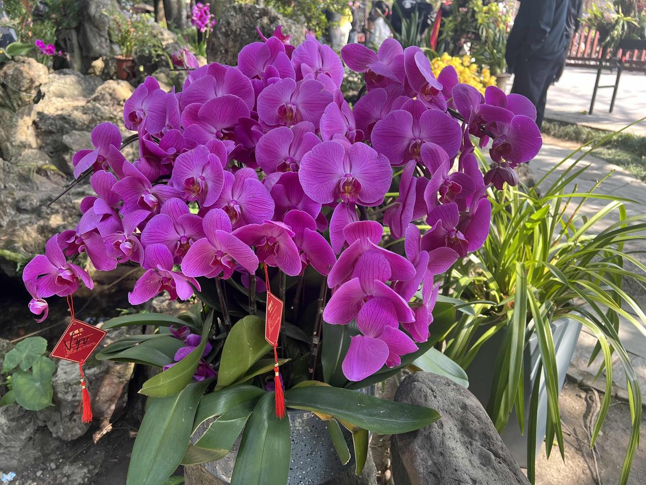 文/申明洲

“兰叶春葳蕤，桂华秋皎洁。 欣欣此生意，自尔为佳节。”马年春节，于