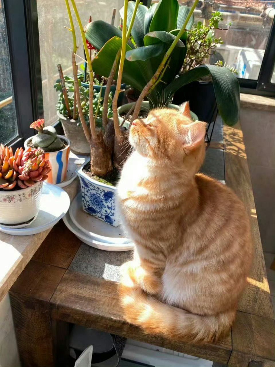 猫咪正在汲取日月精华