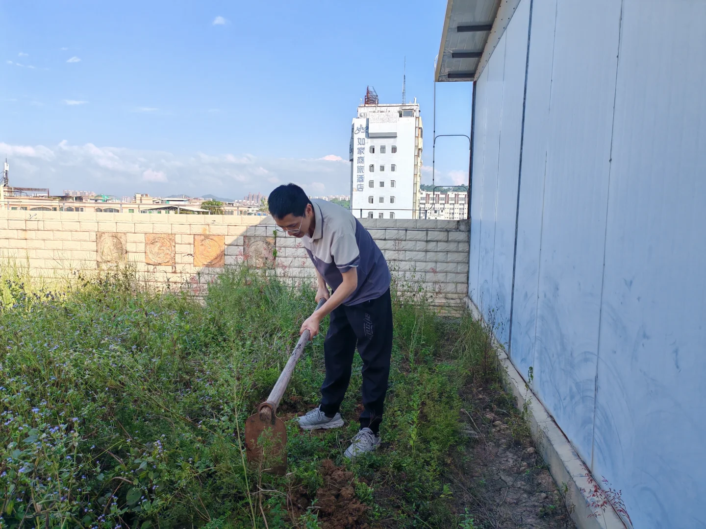 重阳登高，今天当个劳动课老师，上天台，锄草，给学生示范怎么开荒地，种植物。