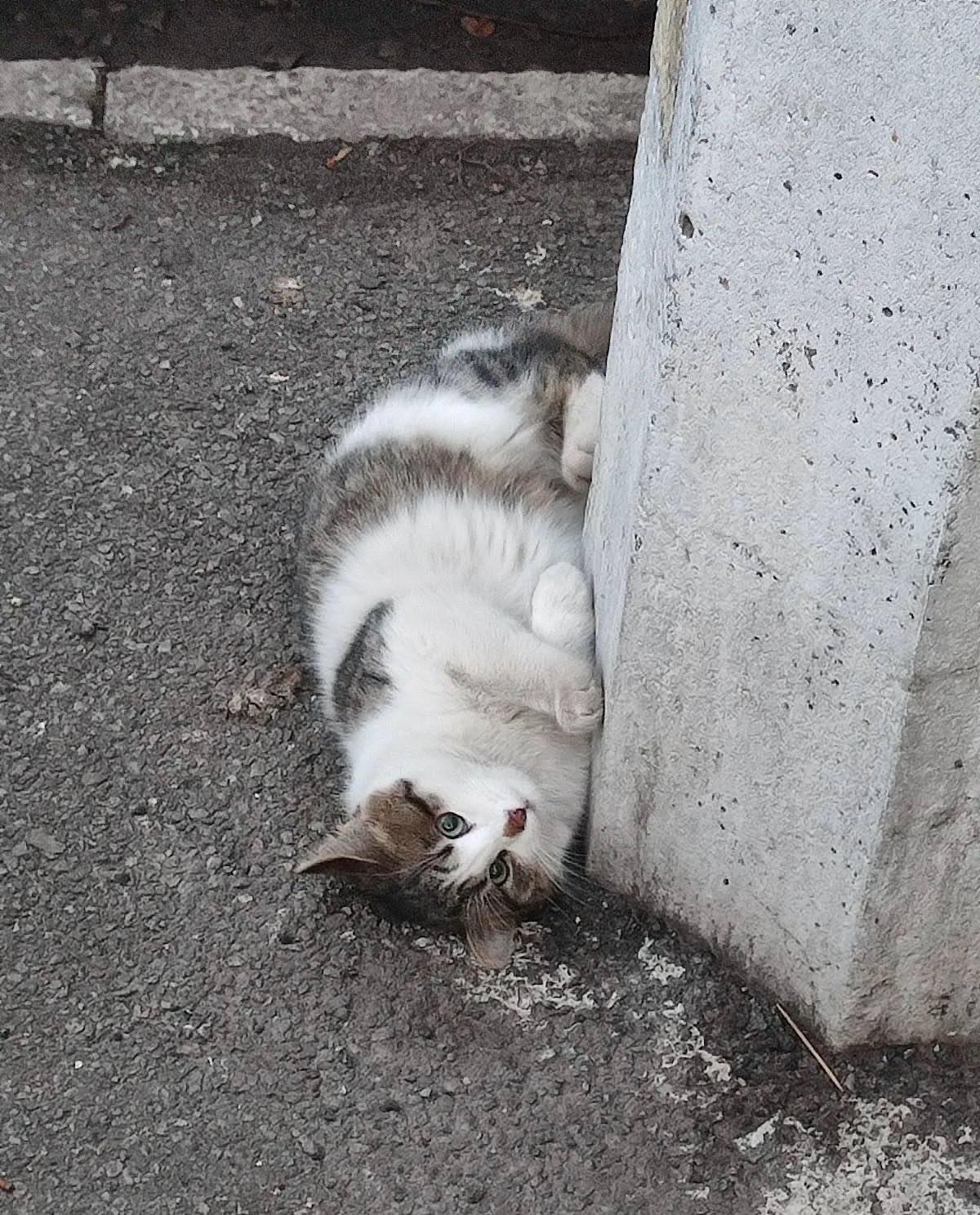 夜里快十点了，外面那几只猫还在扯着嗓子喊。这只刚停下，那只又接上，此起彼伏的，跟