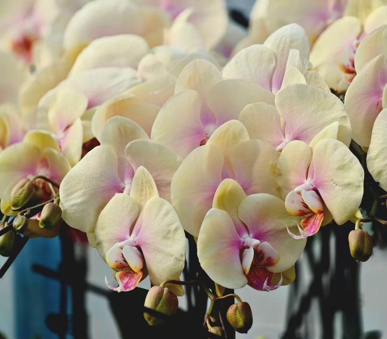 奶白花瓣晕着粉雾，像把春日的柔光驱成了具象，蝴蝶兰们挤挤挨挨，盛着一整个温柔的梦