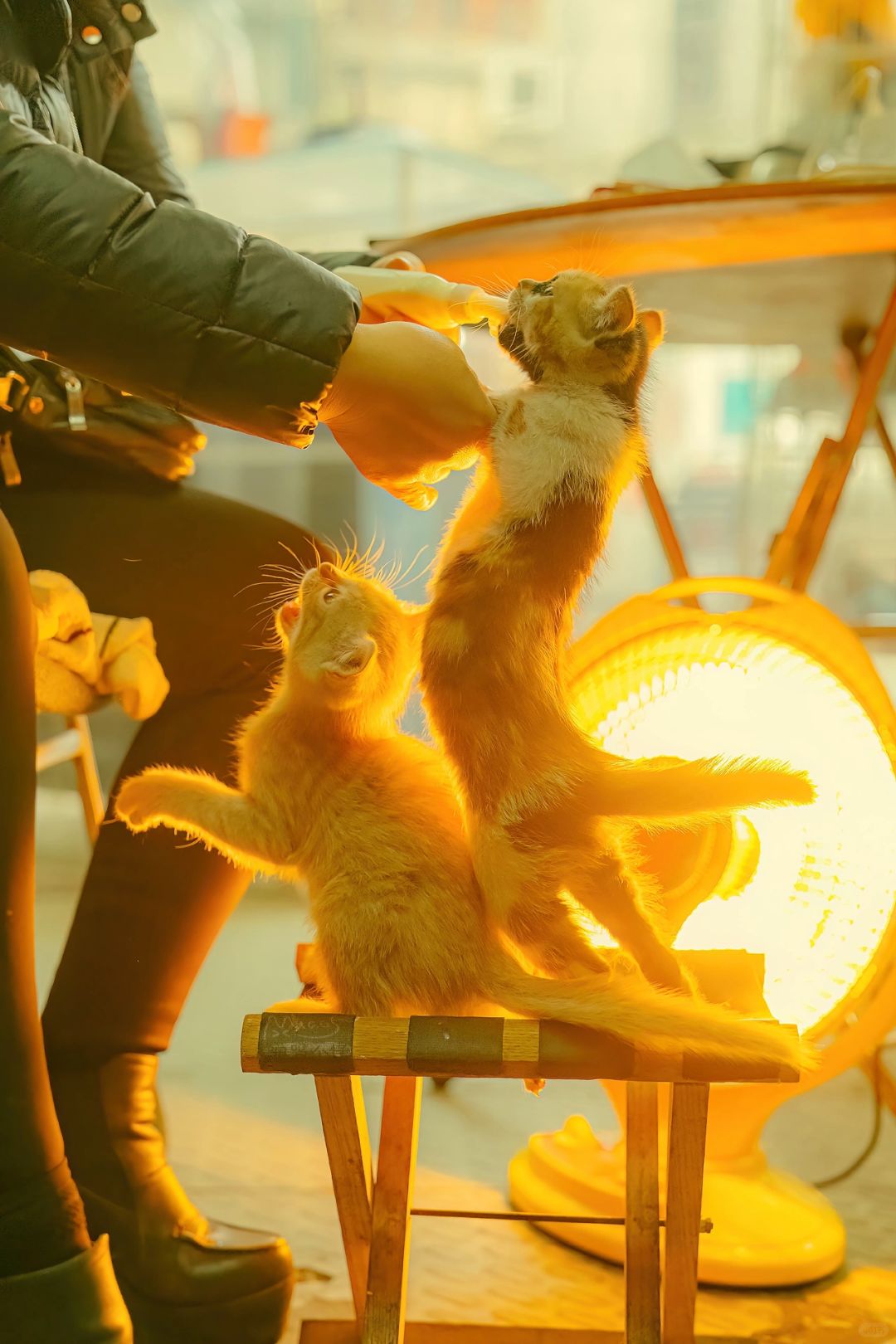 从没睁眼喂大的，抢奶喝太可爱了