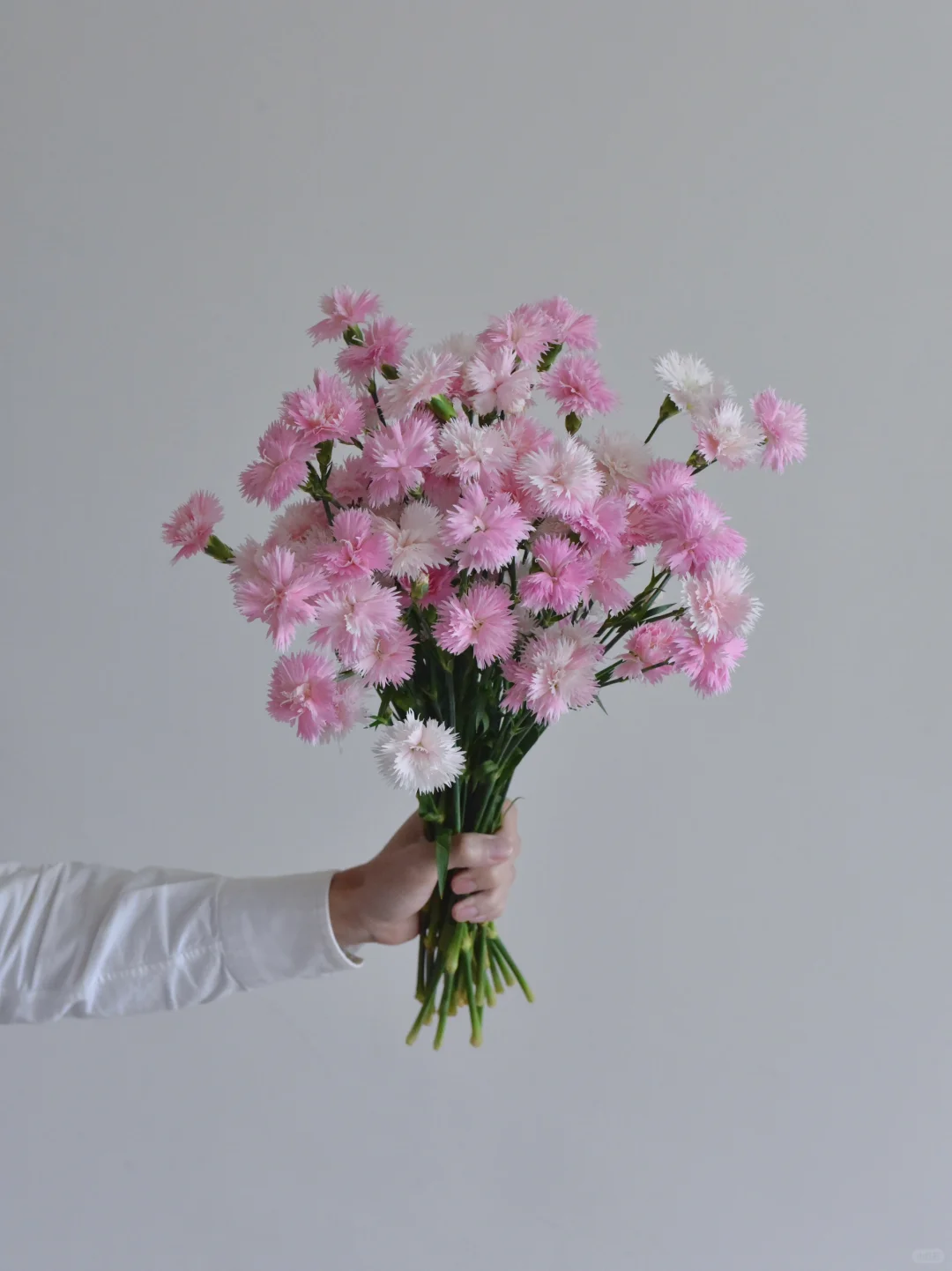 多头康乃馨·芊艺