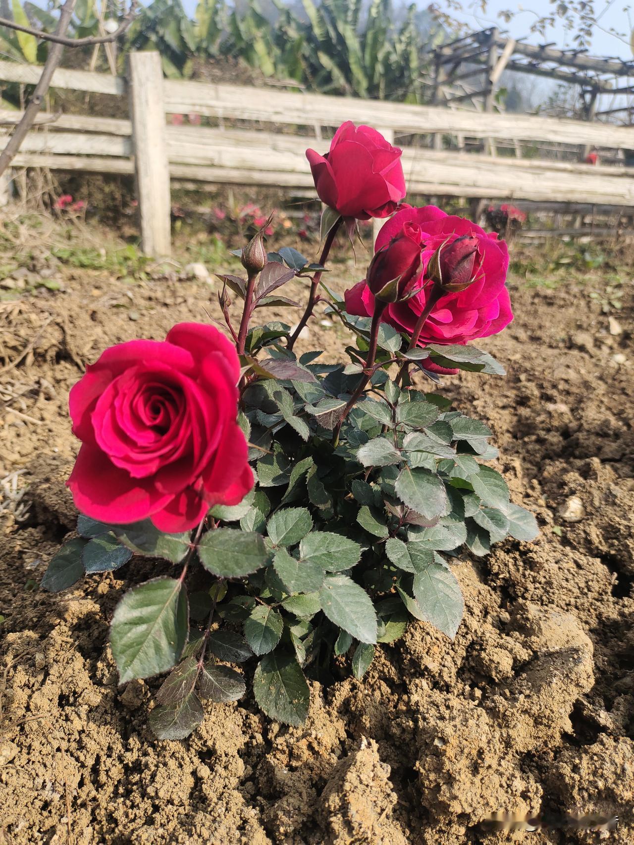我家小院的红玫瑰
 
周末回乡下，刚翻好的土埂上，几株红玫瑰开得正艳。巴掌大的花