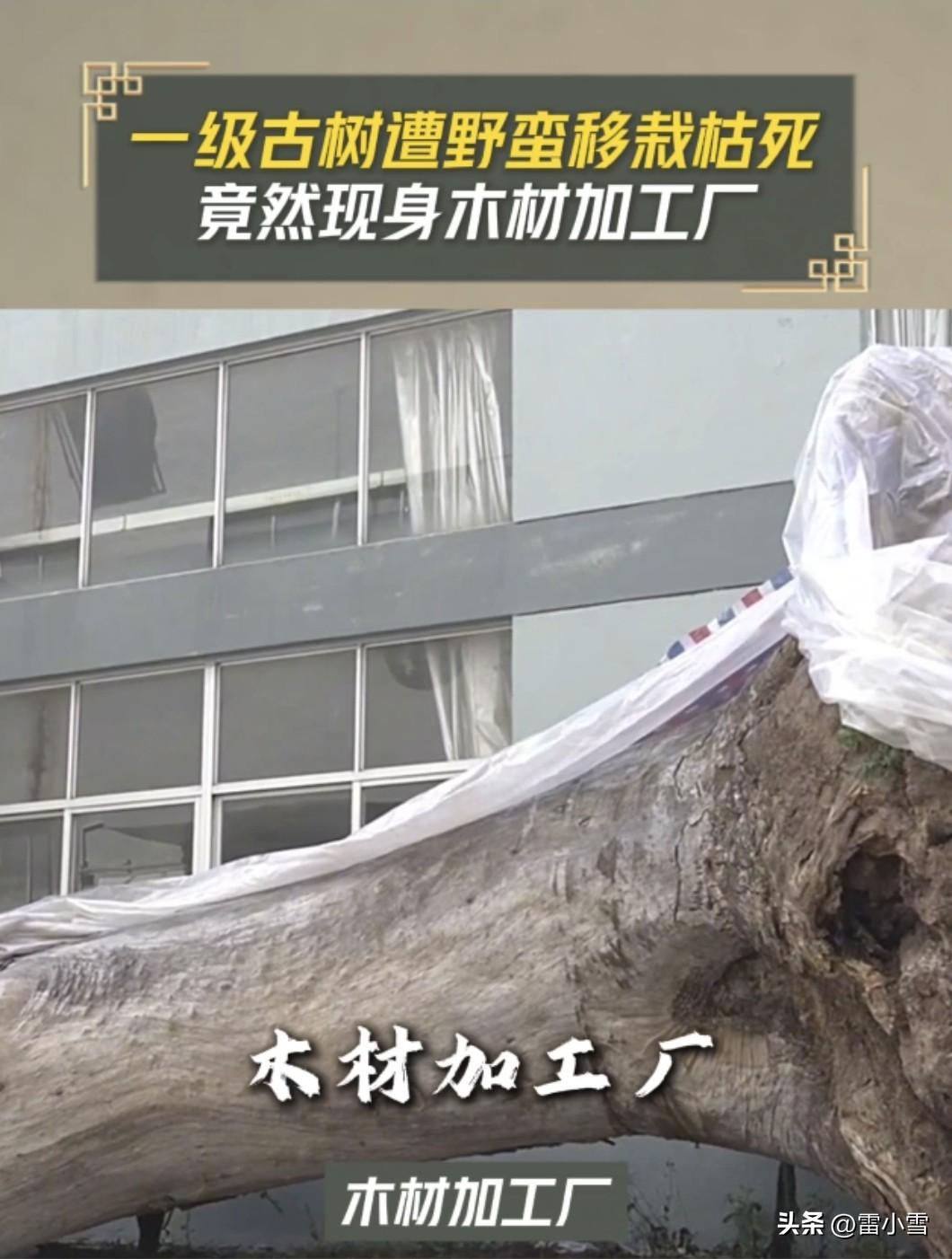 痛心！浙江天台两棵一级古树遭野蛮移栽枯死，最后竟现身木材加工厂！
 
为给工业园