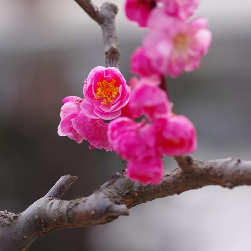 兰之清幽难分高下，梅不应为首。上联:梅兰竹菊为首，下联:琴棋书画当先。