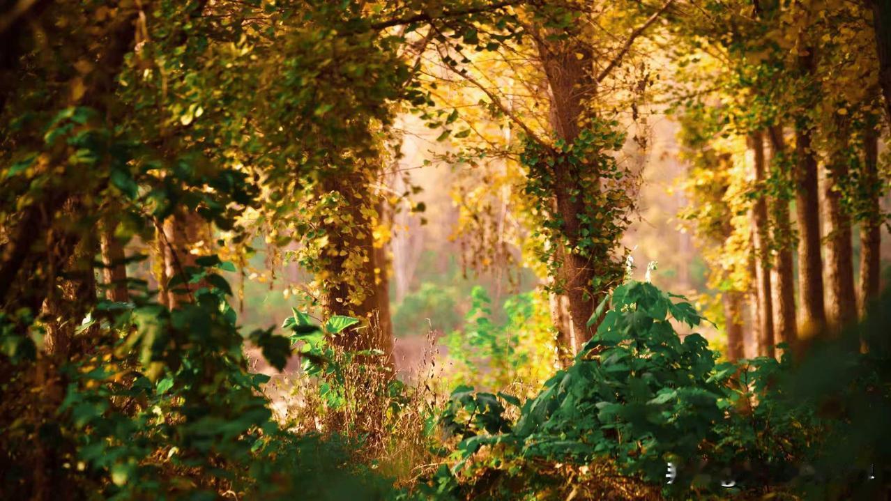 其实仔细观察就会发现，他感谢美国时那些鼓掌喝彩的，没有一个真正是美国人[捂脸]