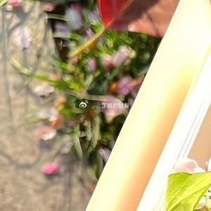 汴河边上卖朝食的沈家小娘子跳河，上了民间小报。小报上绘声绘色的讲了花季少女和俊俏