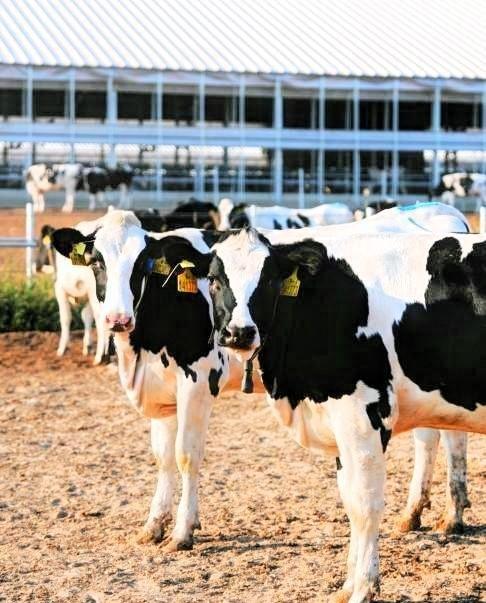 最开始我以为AI养牛只是互联网新概念，直到深入了解后才发现背后的逻辑。

起初很