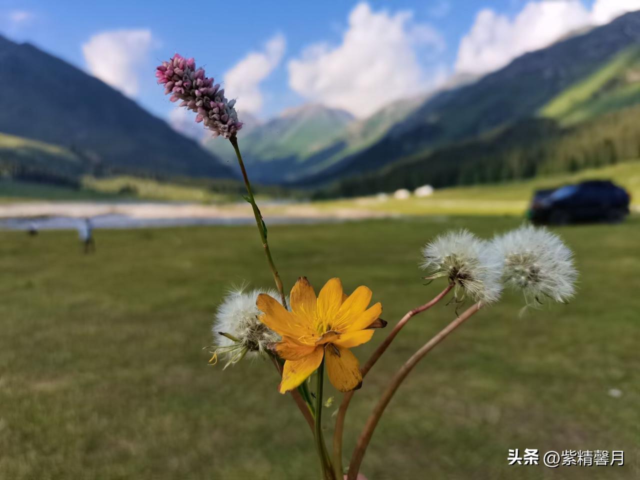 晒一晒随手一拍的花朵