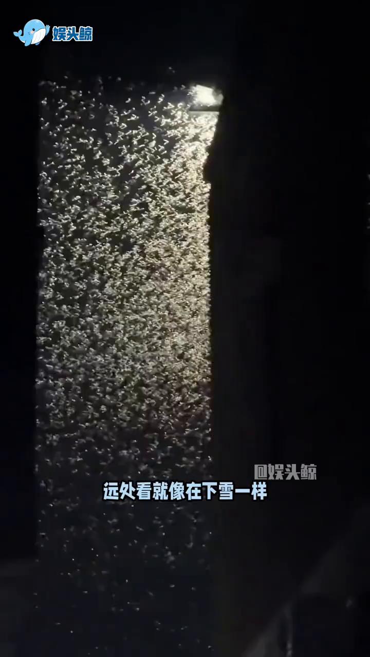 回娱头鲸。
如果广东是这样，那我能接受北方漫天飞舞的柳絮了。每年这个时候下完雨，