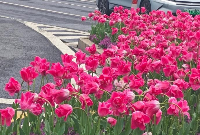 大早上一骨头爬起来就去骑行，穿梭在杭州的街头时，猛地发现路边的绿化带美到不行，瞬