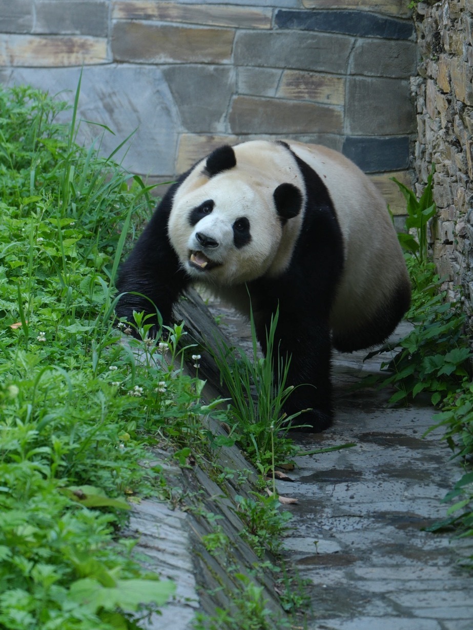 熊猫守护者 🐼森林驿站🌳青草为伴，清风入怀，大熊猫在林间自在漫步。所求甚少，