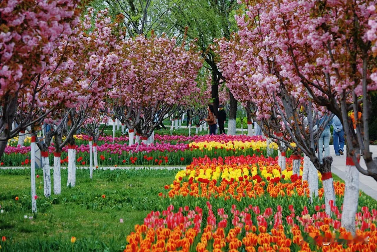 今天下午去晋阳湖公园欣赏郁金香，没有想到不是周末也有那么多人，从健康路到新晋祠路