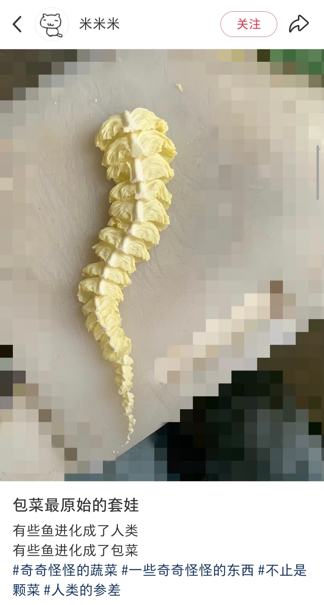 包菜最原始的套娃 