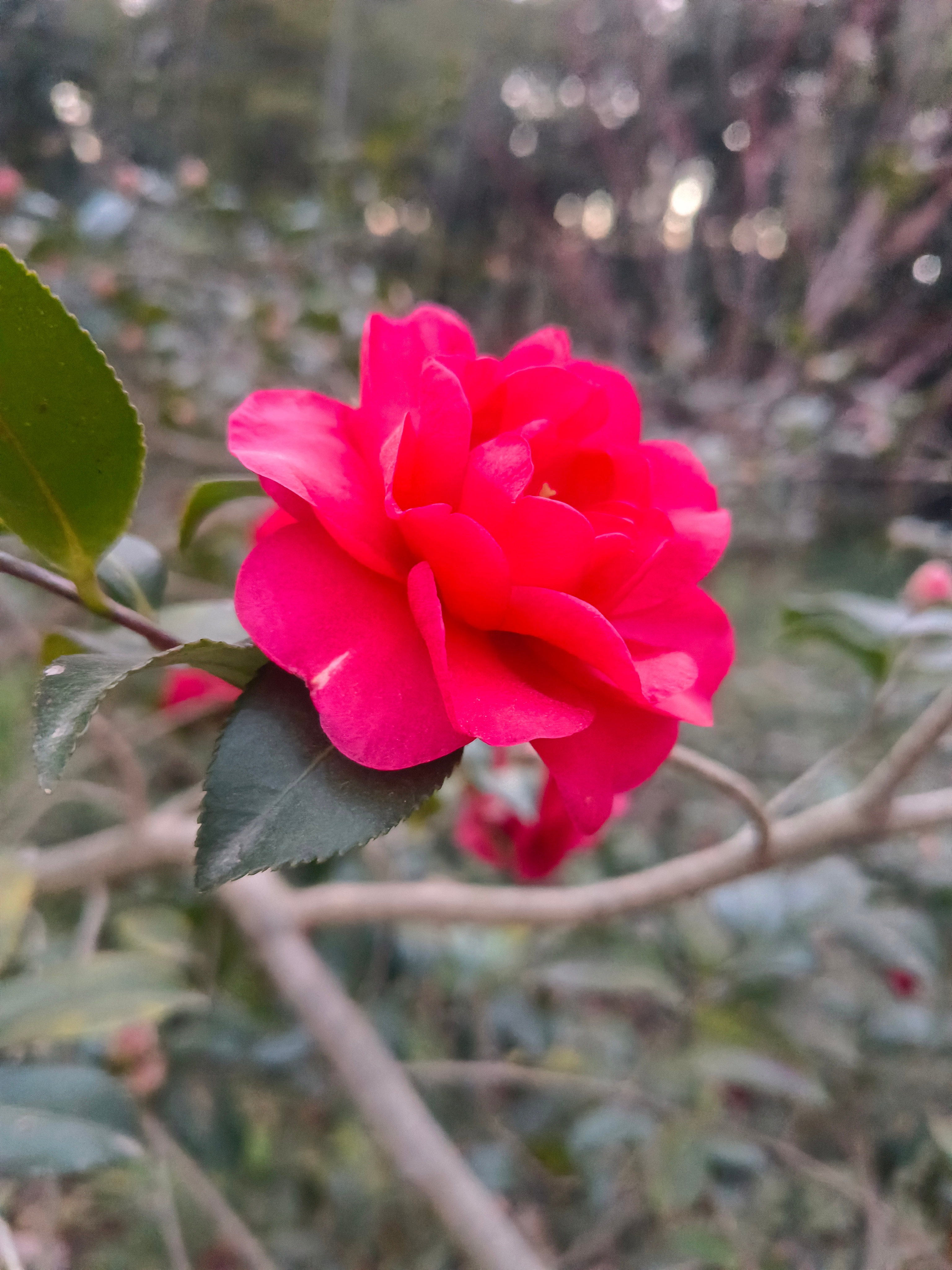 最近是什么日子啊，前天左边邻居儿子结婚。今天右边结婚，哈哈，看来最近日子都很好啊