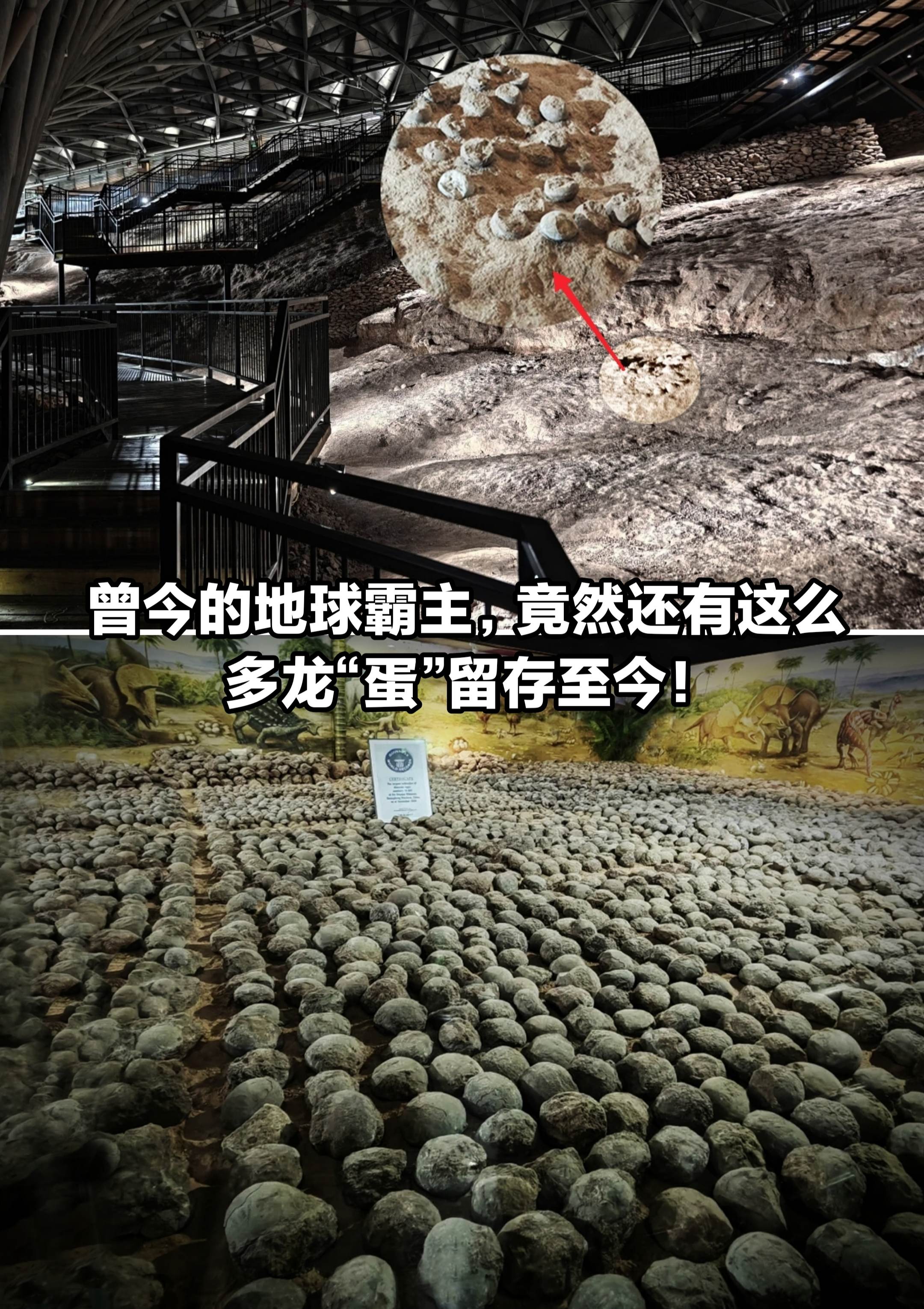 曾今的地球霸主，竟有如此多的龙蛋保存至今。
