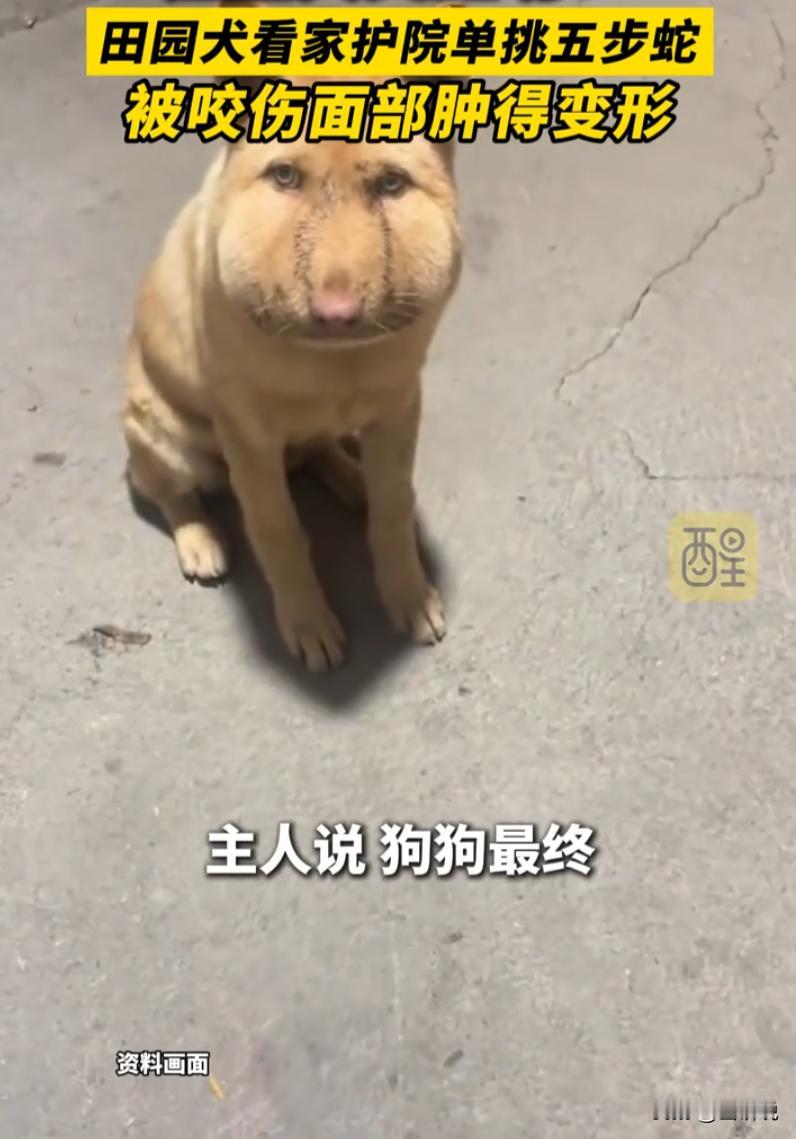 汪星人又立功了！湖南一户农家，男子居家休息，院里大黄犬独自迎战一米多长五步蛇，拼