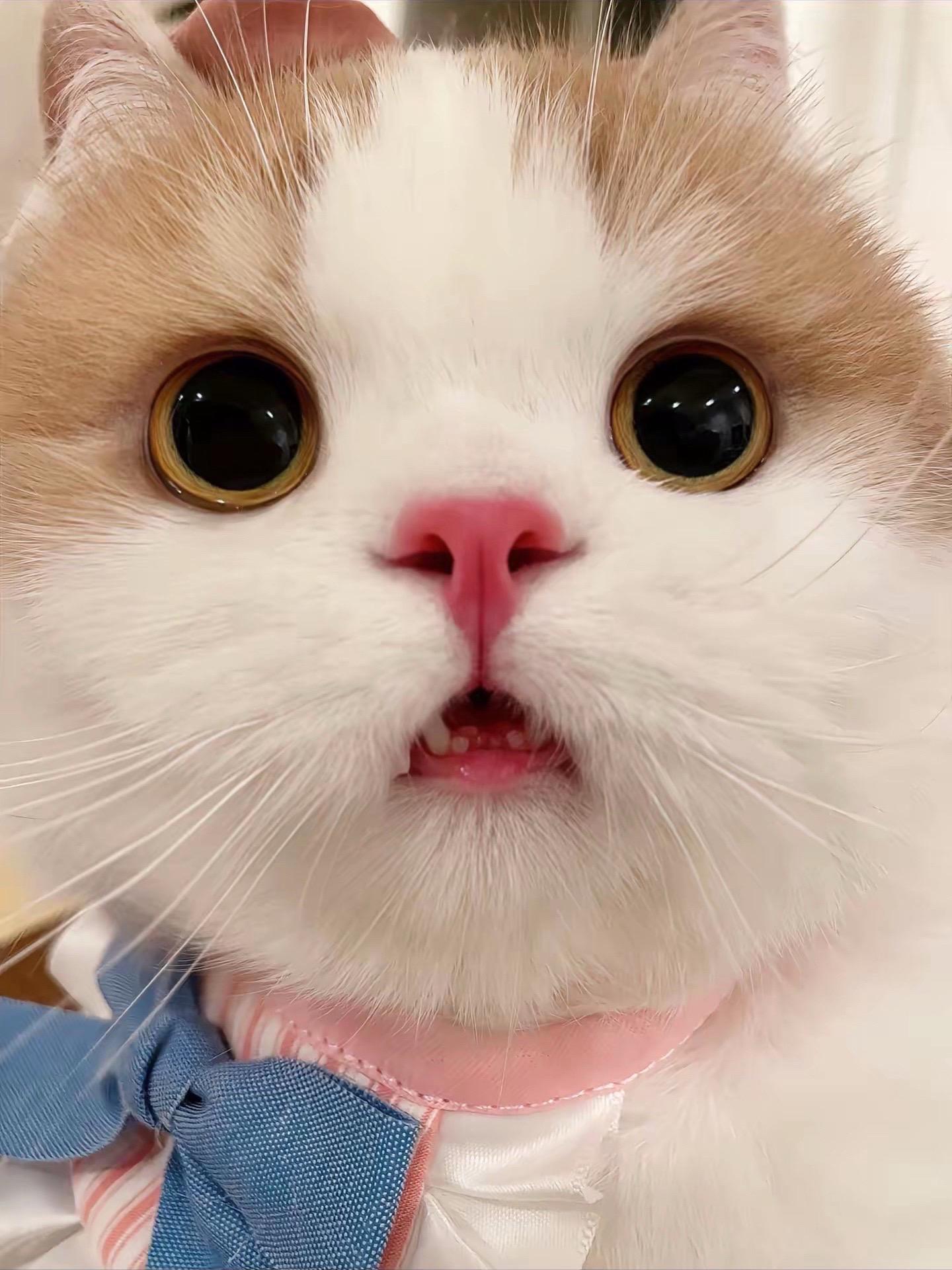 介个猫猫头肯定是草莓味儿的🥰。