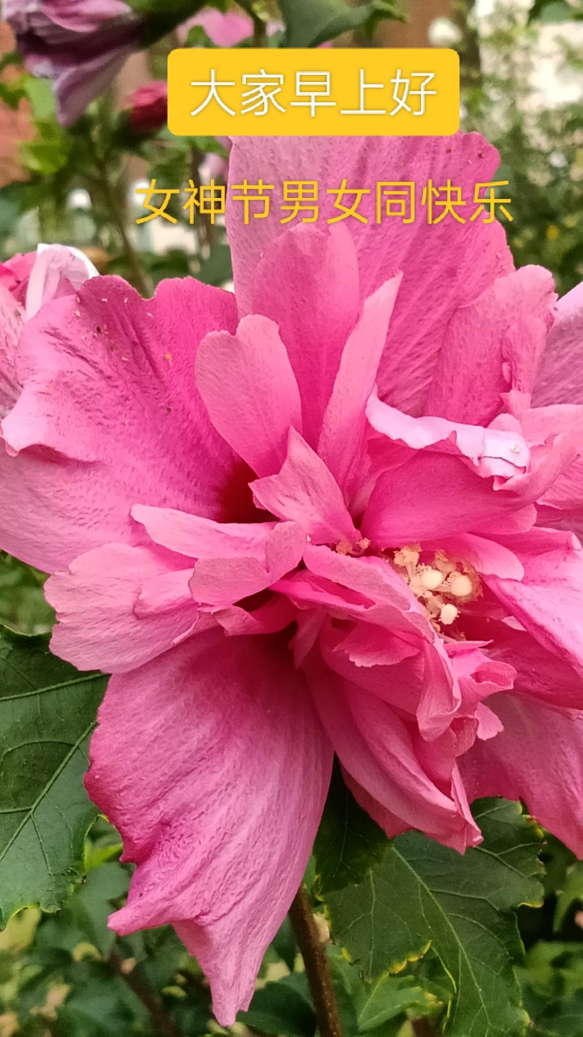 鲜花献给女神节。祝女同胞们节日快乐。