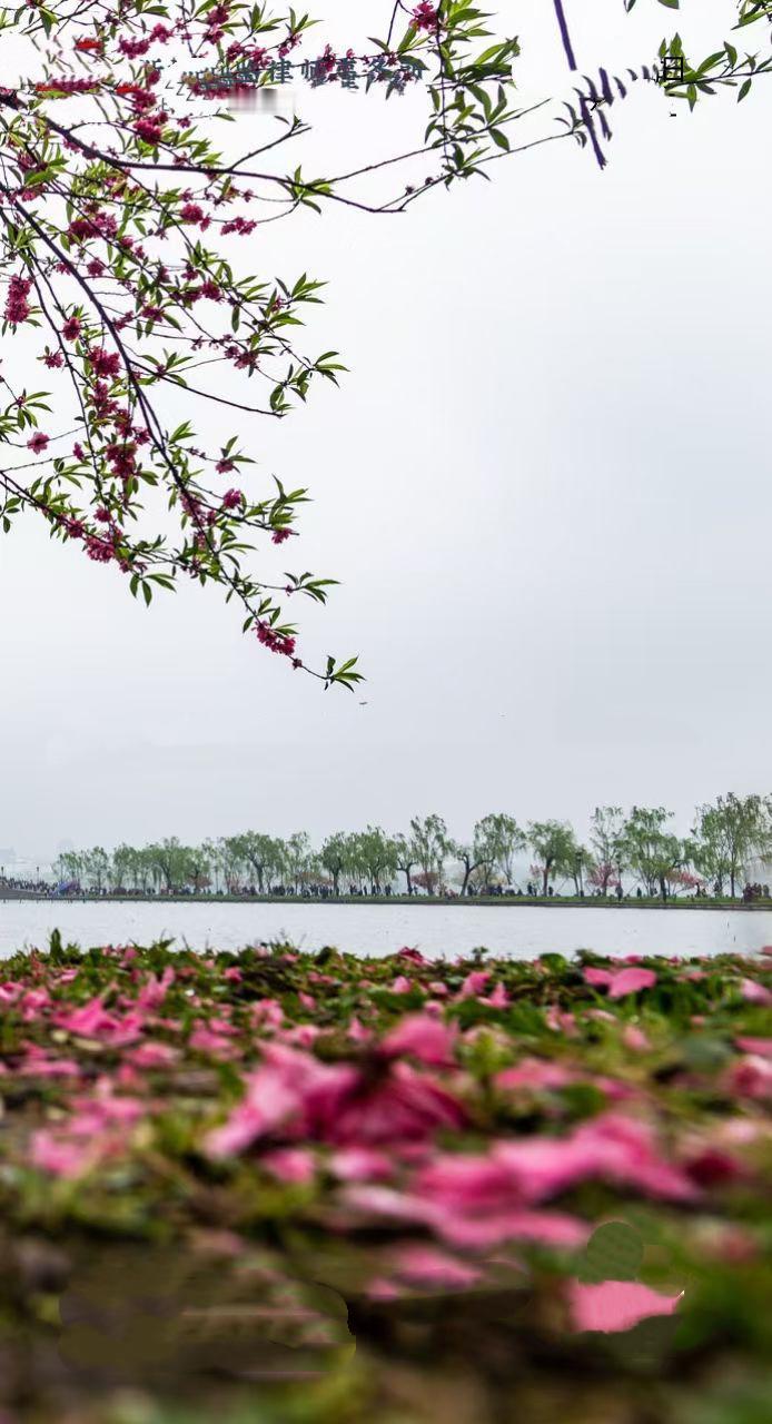 春意盎然的湖面……