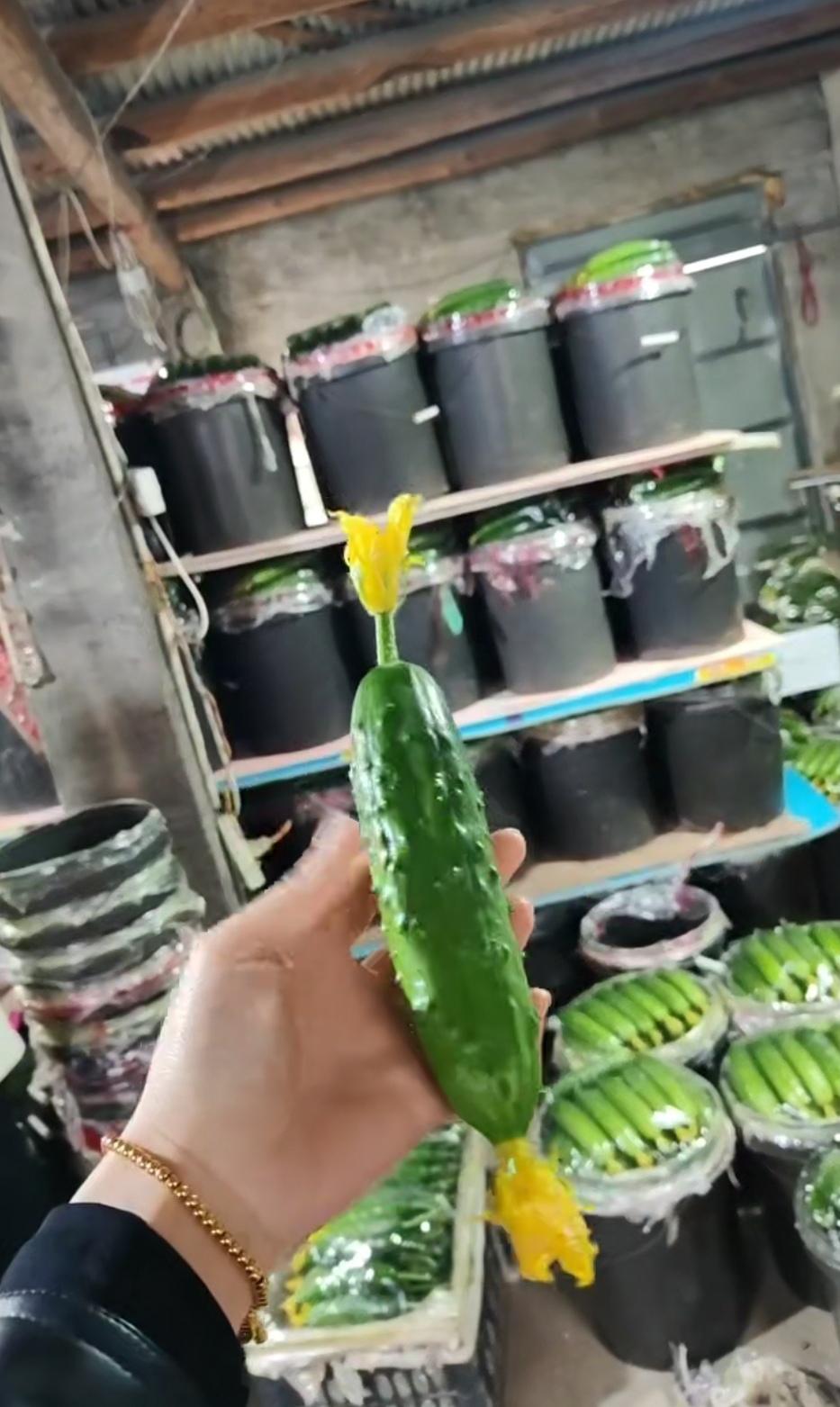 两头开花，谁是头谁是尾，这怎么分清楚？