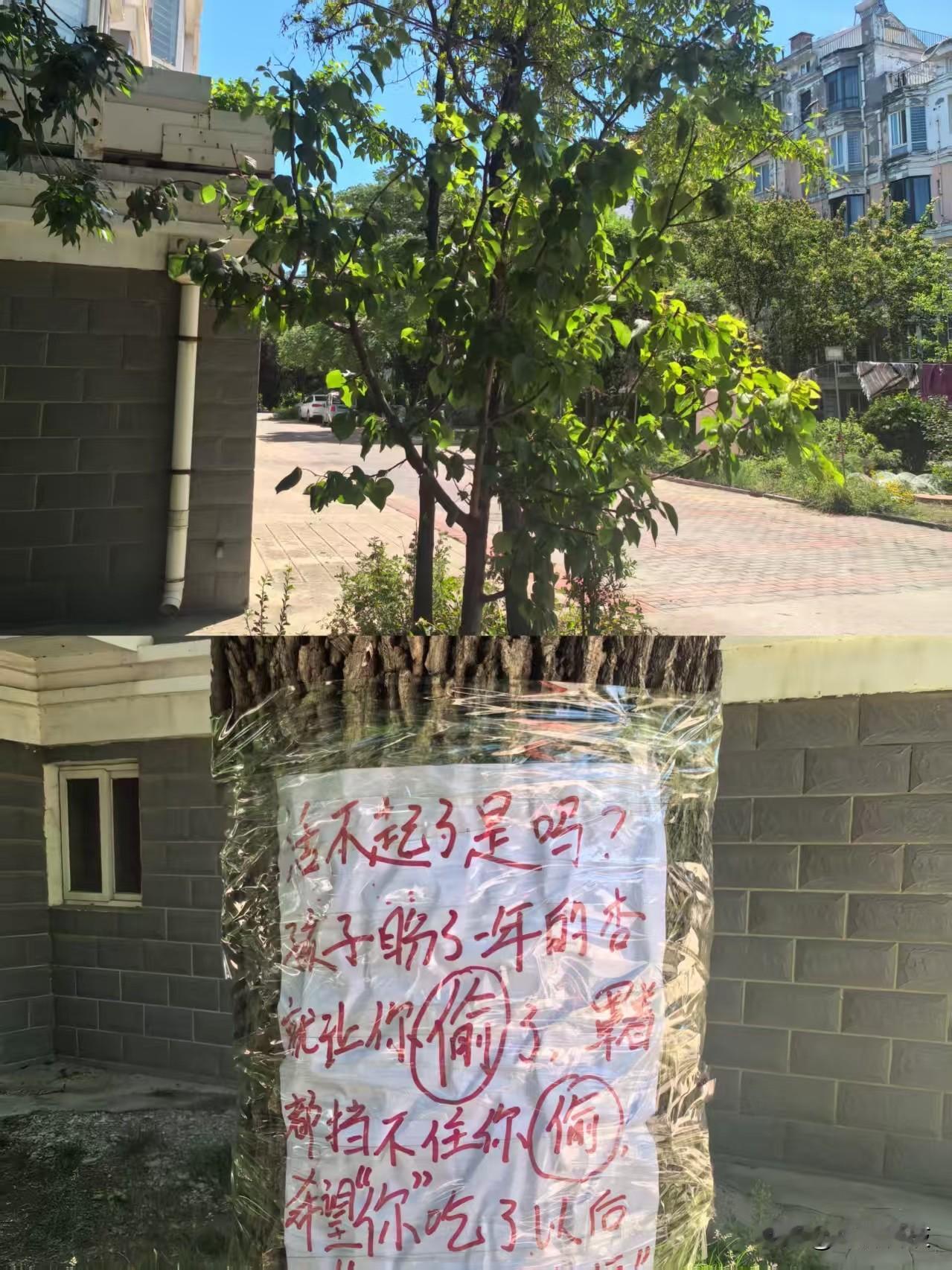 网格群里吵起来了！如果物业归社区管理，效果会更好吗 
种的杏被别人吃了邻里种菜 