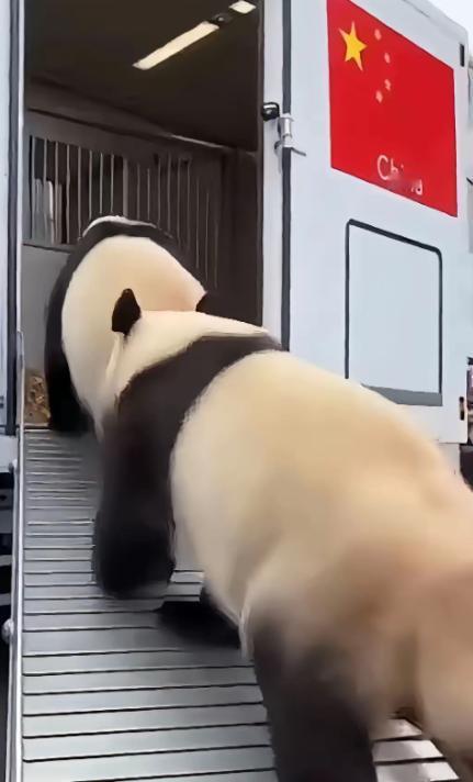 1月27日，旅日大熊猫启程回国，当贴有五星红旗的集装箱车停在上野动物园门口的时候