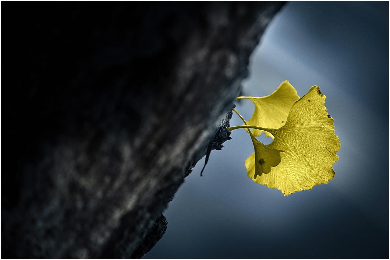 银杏之叶，金黄色。