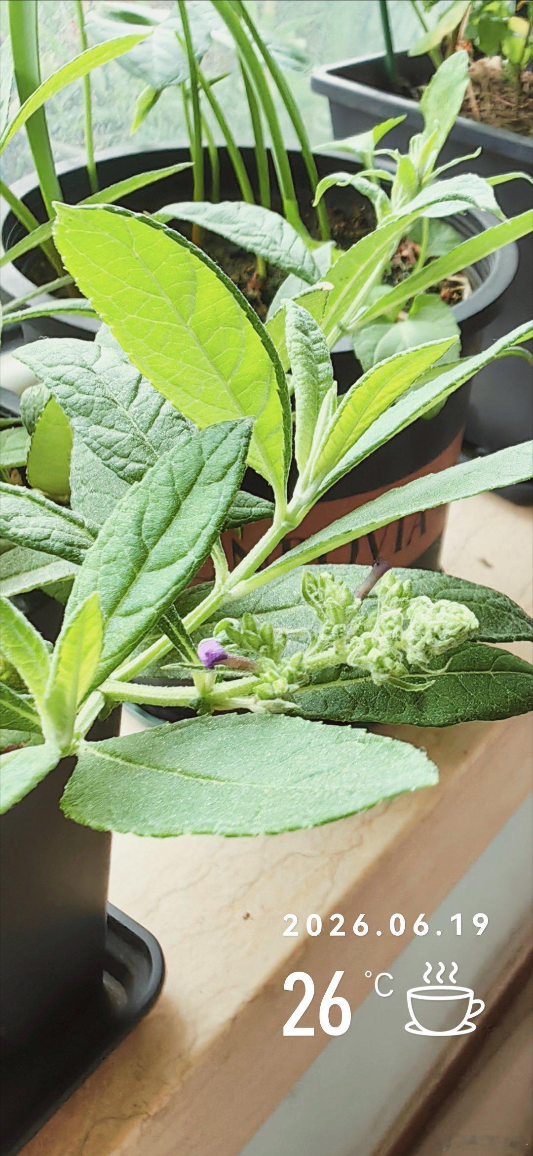 五月节好