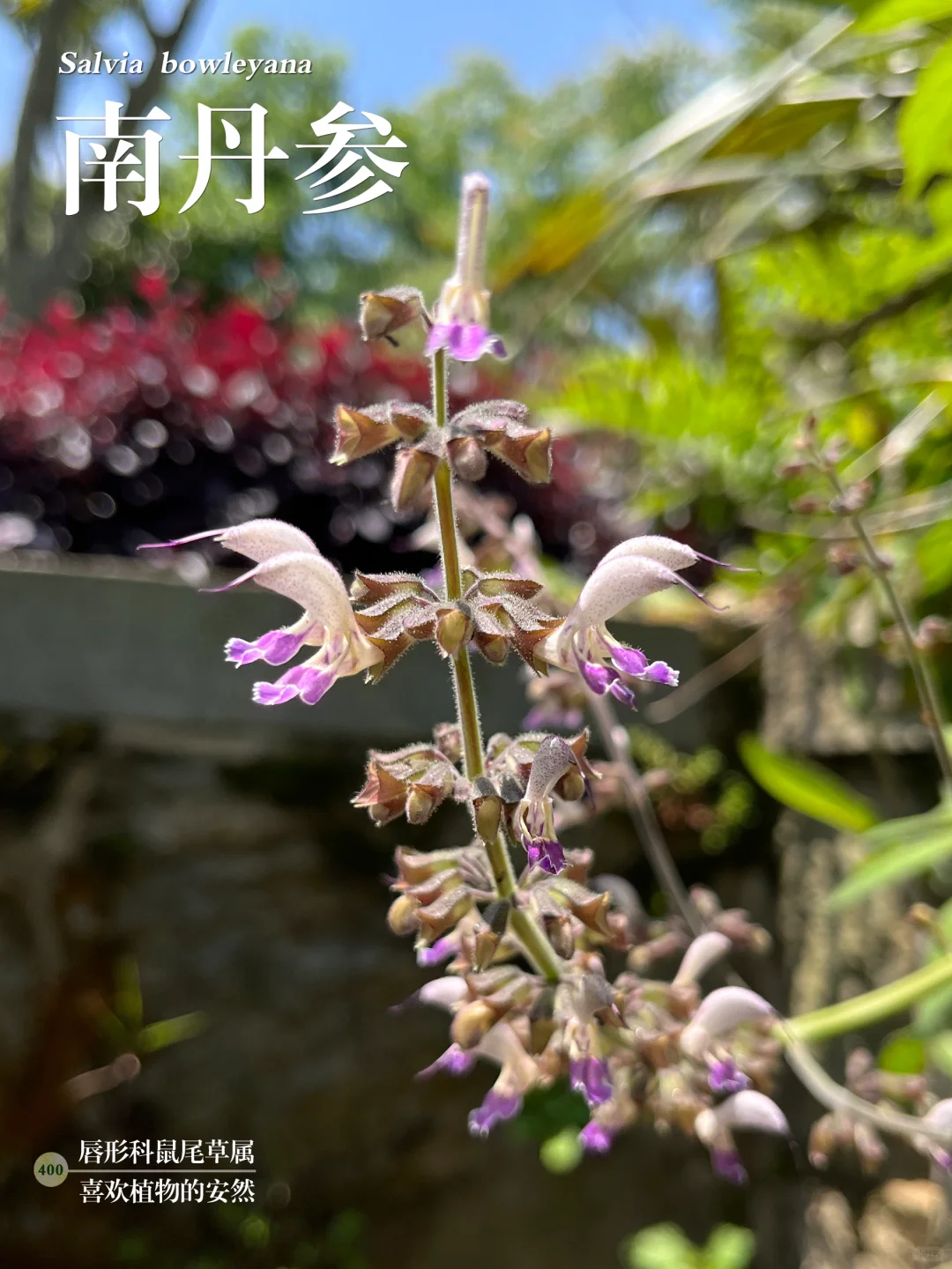 福州植物打标400｜“难单身”？非也，“南丹参”