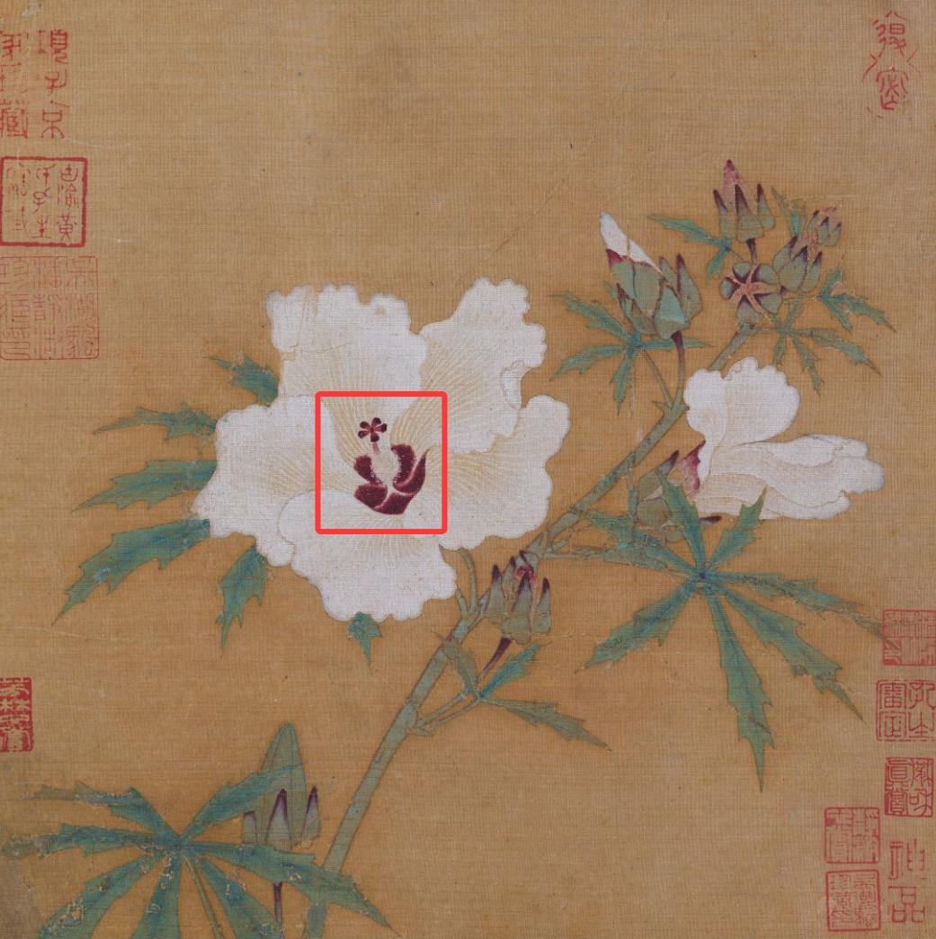 蜀葵花的花心晕作紫红色，据杨之水女士说，这就是宋代文献中的〝檀心”。蜀葵 檀心