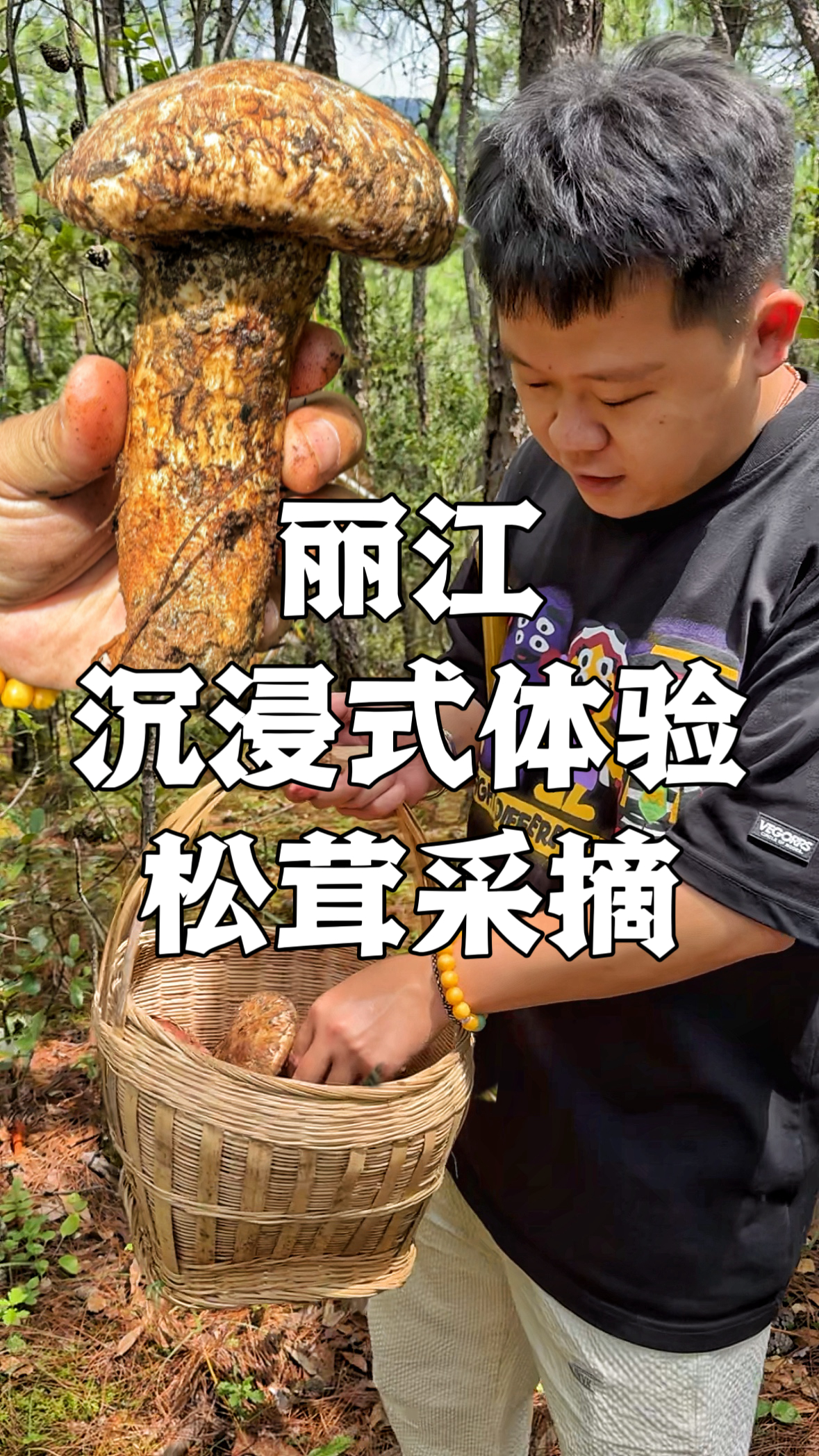 丽江户外松茸采摘+美食体验一日游❷分享今日采摘野生菌的收获！不止有松茸，还有干巴