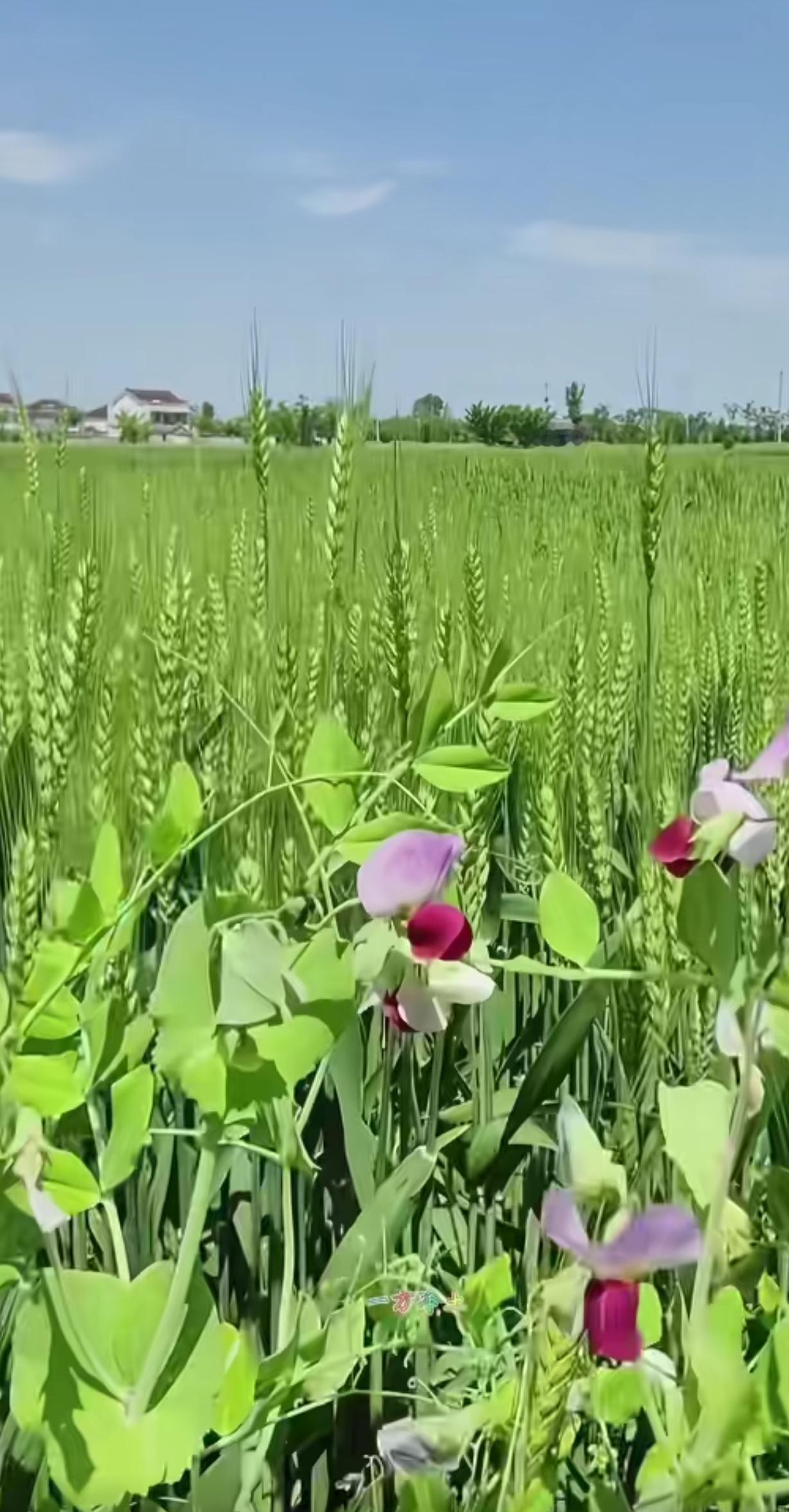 生活本来的样子，都藏在春日的田间里
 
终于懂了，生活最治愈的模样，从来都不在远